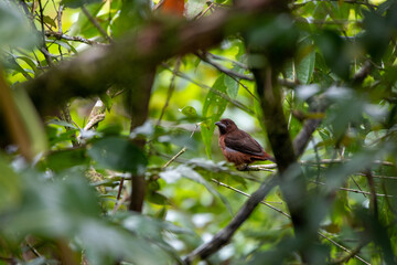 Oiseau sur un arbre