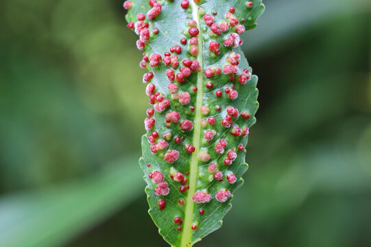 Disease of Salix leaves close-up. Damage to gall mites. Aculus tetanothrix. Sick leaf of willow infected with mite Eriophyidae. Plant parasites.The concept of protection nature. Soft focus