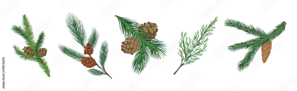 Poster coniferous green branch and twig with needles and cone vector set