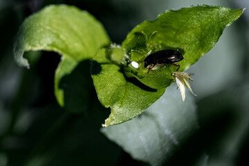 Breakfast of a small black beetle.