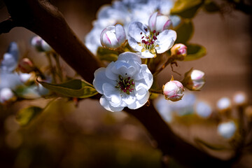 Series - blooming of a beautiful apple tree_2