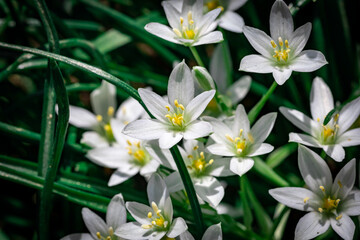 The first spring flowers in the garden