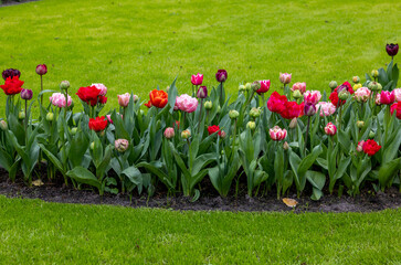 colorful tulips blooming in a garden on a background of green grass