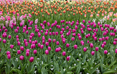 colorful tulips and purple hyacinths blooming in a garden