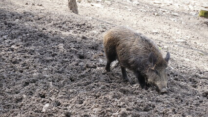 Dzik euroazjatycki– gatunek dużego, lądowego ssaka łożyskowego z rodziny świniowatych.  Jest jedynym przedstawicielem dziko żyjących świniowatych w Europie. Dzik jest popularnym zwierzęciem łownym.