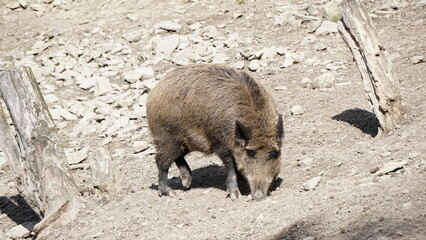 Dzik euroazjatycki– gatunek dużego, lądowego ssaka łożyskowego z rodziny świniowatych.  Jest jedynym przedstawicielem dziko żyjących świniowatych w Europie. Dzik jest popularnym zwierzęciem łownym. - obrazy, fototapety, plakaty