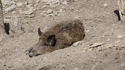 Dzik euroazjatycki– gatunek dużego, lądowego ssaka łożyskowego z rodziny świniowatych.  Jest...