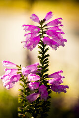 Obraz premium Flower in the summer