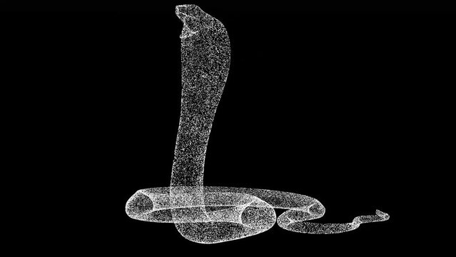 3D Snake Cobra rotates on black background. Object made of shimmering particles. Wild animals concept. For title, text, presentation. 3d animation 60 FPS