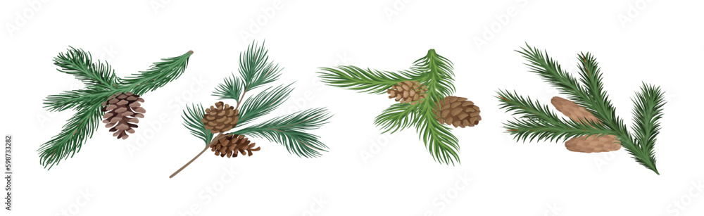 Poster coniferous green branch and twig with needles and cone vector set