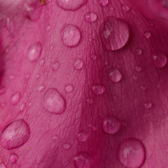 Water droplets on the petals of a flower of rose