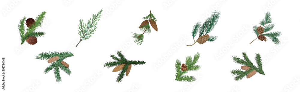 Poster coniferous green branch and twig with needles and cone vector set