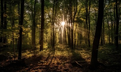  the sun shines through the trees in the forest on a sunny day.  generative ai