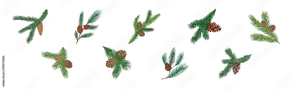 Poster coniferous green branch and twig with needles and cone vector set