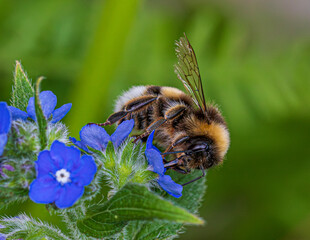 bee on a flower
