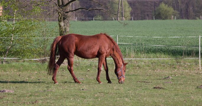 Brown splendid horse domestic animal grazing eating grass on a pasture lawn sunny day. Husbandry farming