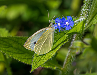 butterfly on a flower