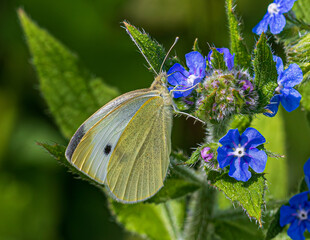 butterfly on a flower