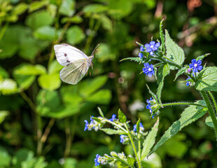 butterfly on a flower