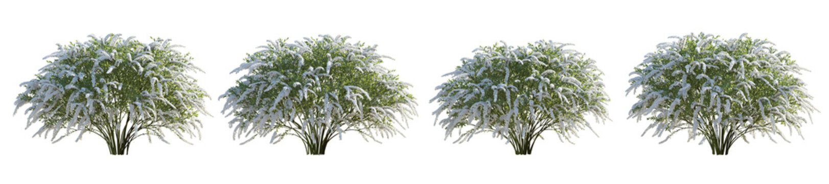 Set of spiraea x cinerea grefsheim bush garland first Snow shrub isolated png on a transparent background perfectly cutout
