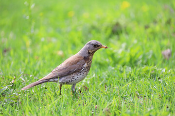 Obraz premium Young thrush bird looking for food in the green grass. Songbird in a spring season