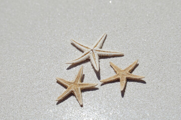 Starfish on a sand-colored background describe the concept of summer and summer vacation