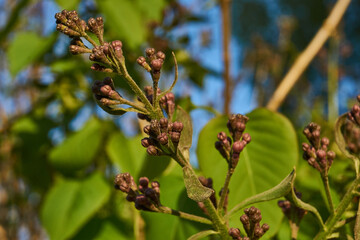 Inflorescences appeared from lilac flower buds. Lilac inflorescences (Latin Syringa vulgaris) in the rays of the setting spring May sun. Spring.