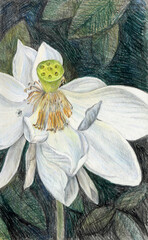Hand drawn lotus flower on dark background. Zen, Calm symbol  - 598740407