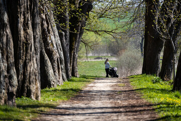 mother walking with pram, authentic environment of old trees - obrazy, fototapety, plakaty