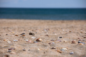 Fototapeta na wymiar Colourful seashells in the sand, sea water beach. Beach background with beautiful seashells. Sand grains and pastel coloured seashells. Happy holidays.