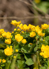  kingcup, marsh-marigold in spring