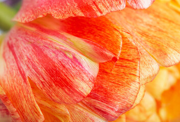 Fototapeta na wymiar background of red-yellow tulip in a watercolor style