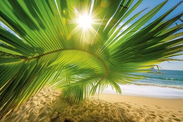palm tree on the beach