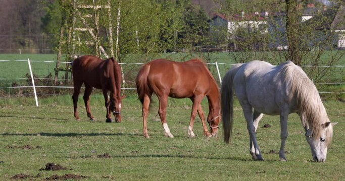 Three splendid horses domestic animals brown and white grazing eating grass on a pasture lawn sunny day. Husbandry farming