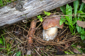 Boletus mushroom in autumn forest. Fresh edible Porcini mushrooms in coniferous forest. Wood organic plants