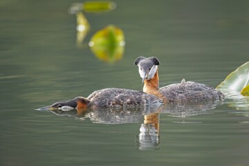 Grebe couple about to begin the mating process.