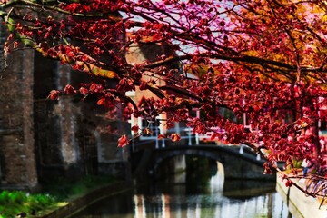 Flowering time over the canal in Delft’s 