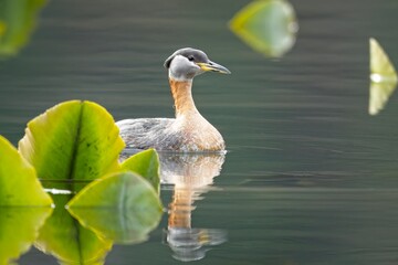 Red-necked grebe swims in the lily pads.