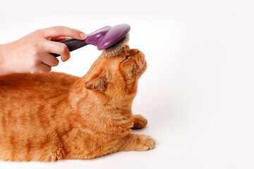Woman combing a red british cat on white background. Cat Grooming