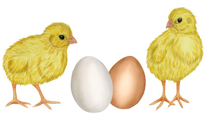 Naklejka premium Yellow chicken white brown egg shell. Farm product. Protein. Happy easter. Hand drawn watercolor illustration isolated on white background. For menu, cookbook design, card