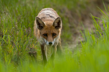 red fox vulpes