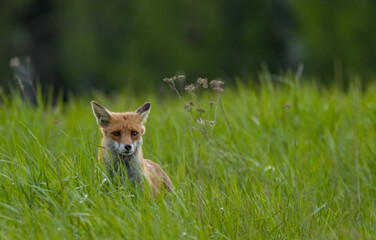 red fox vulpes