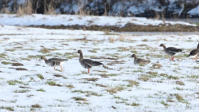 Group of Greater white-fronted geese looking for food on a snowy grassland in Estonia, Northern Europe	