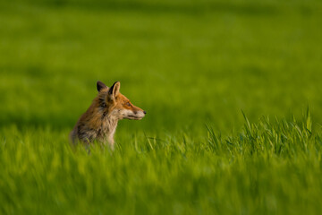 fox in the grass