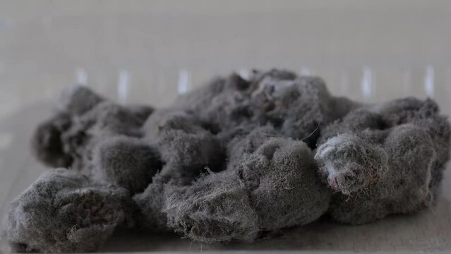 close-up microscopic fungi form characteristic mold deposits on surface organic substrates, blueberries covered gray fluffy mold, concept scientific research on antibiotics, production of penicillin