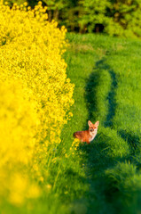 A red fox, vulpes vulpes, on a field path at a flowering rape field in springtime