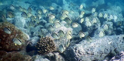 Costa Rica Sea Life