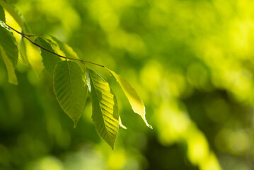新緑の葉