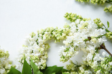 Blooming lilac flowers on white background