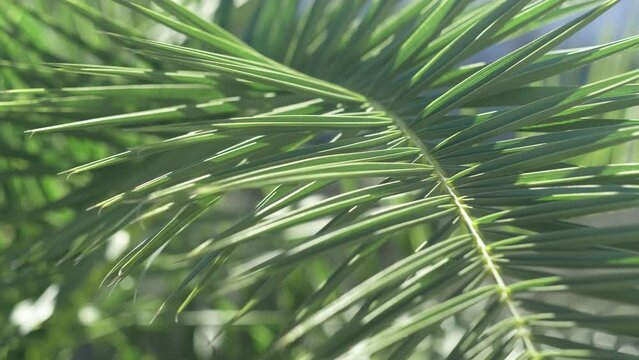 palm leaves foliage lush green tropical background texture in jungle island. Generative AI